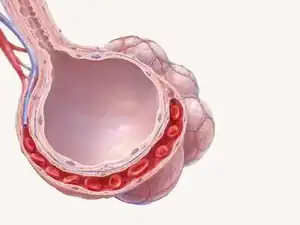 Anatomical context illustration of an alveolus closely wrapped by a red-blood-cell-filled capillary
