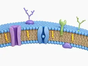 Three-dimensional context illustration of a phospholipid bilayer containing transmembrane proteins, surface proteins, cholesterol and carbohydrate chains