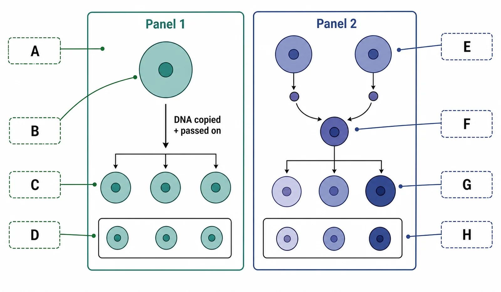 Label the continuity-of-species diagram