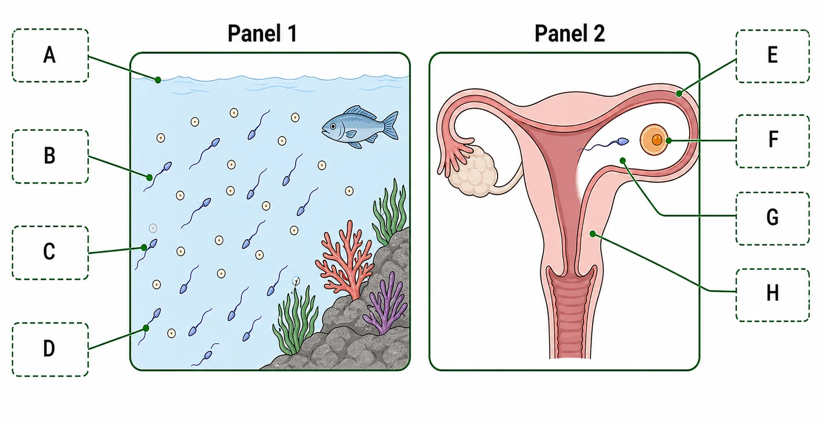 Label the fertilisation diagram