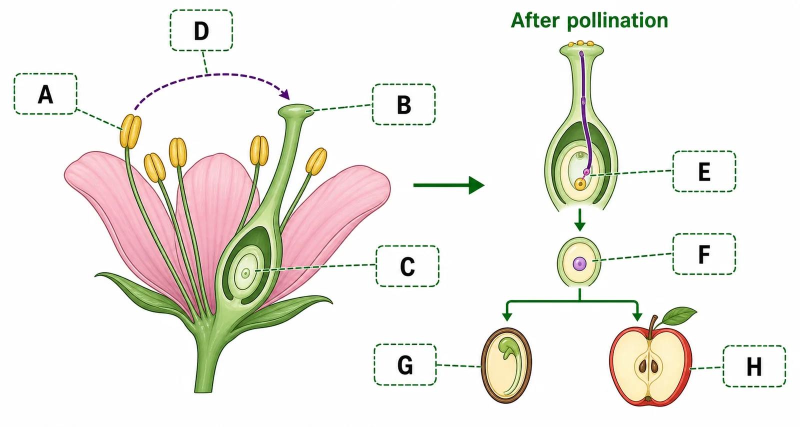Label the flowering-plant sexual reproduction diagram