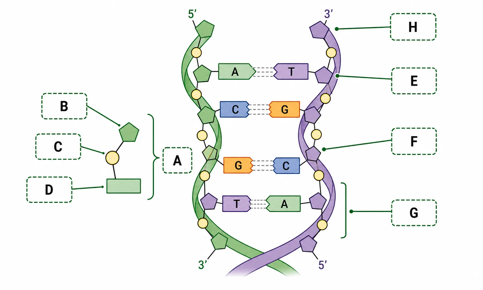 Label the DNA double-helix diagram