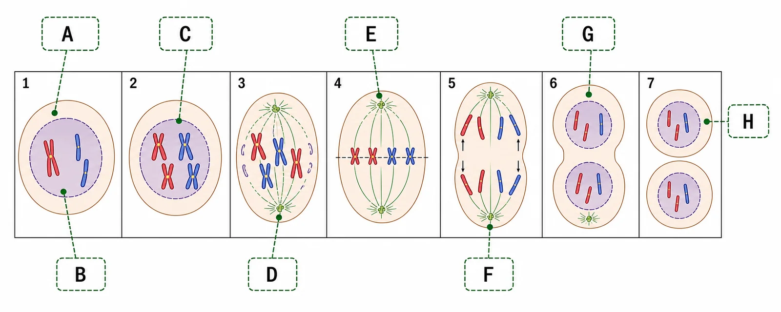 Label the stages of mitosis