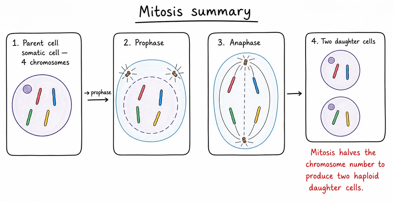 Diagram critique, what's wrong with this student's mitosis diagram?