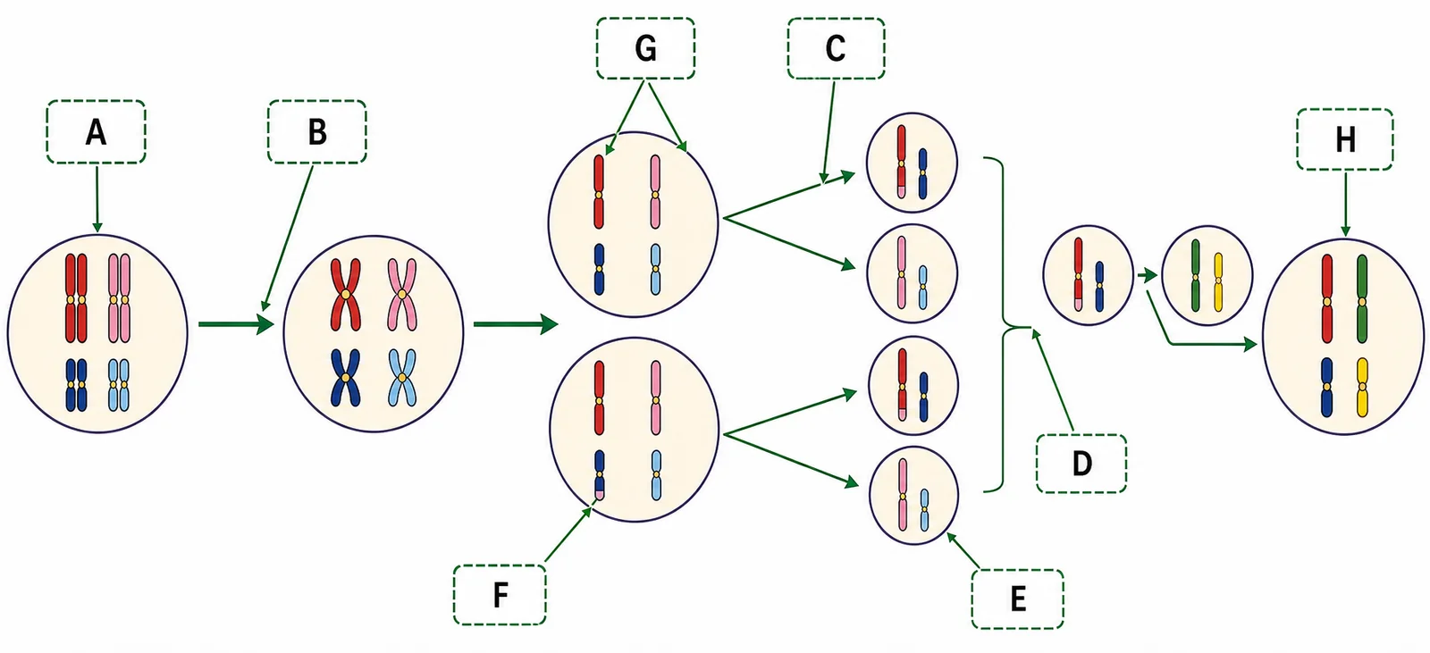 Label the meiosis-and-fertilisation cycle