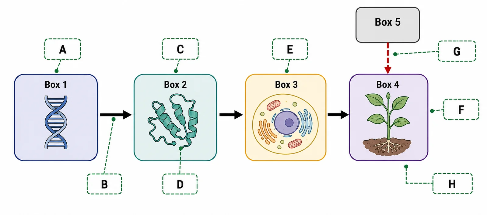 Label the genotype-to-phenotype flow