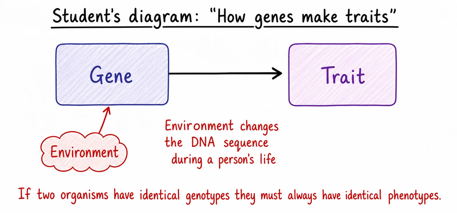 Diagram critique, what's wrong with this student's diagram?