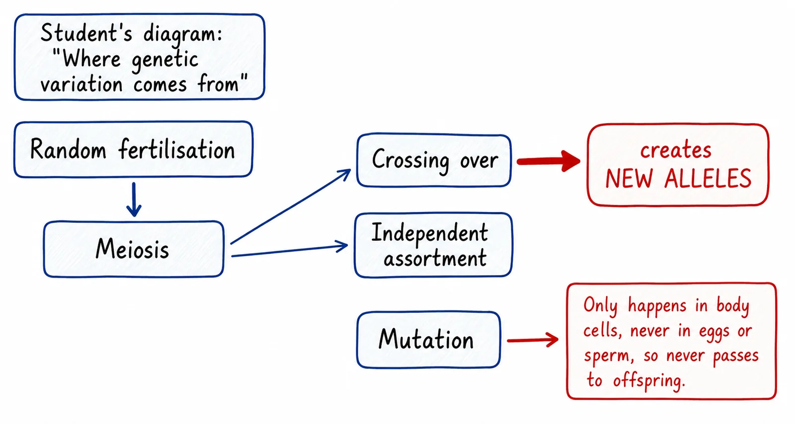 Diagram critique, what's wrong with this student's diagram?