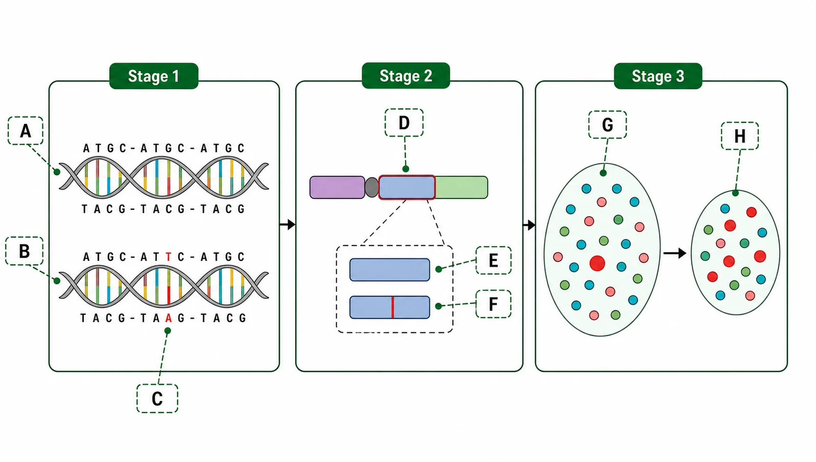 Label the "where new alleles come from" diagram