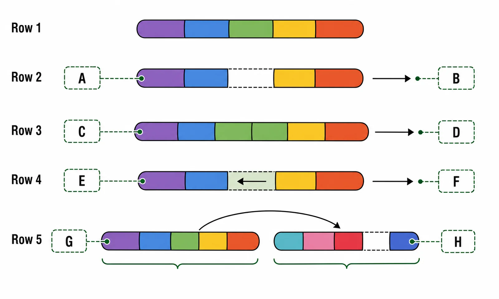 Label the four chromosomal mutation types