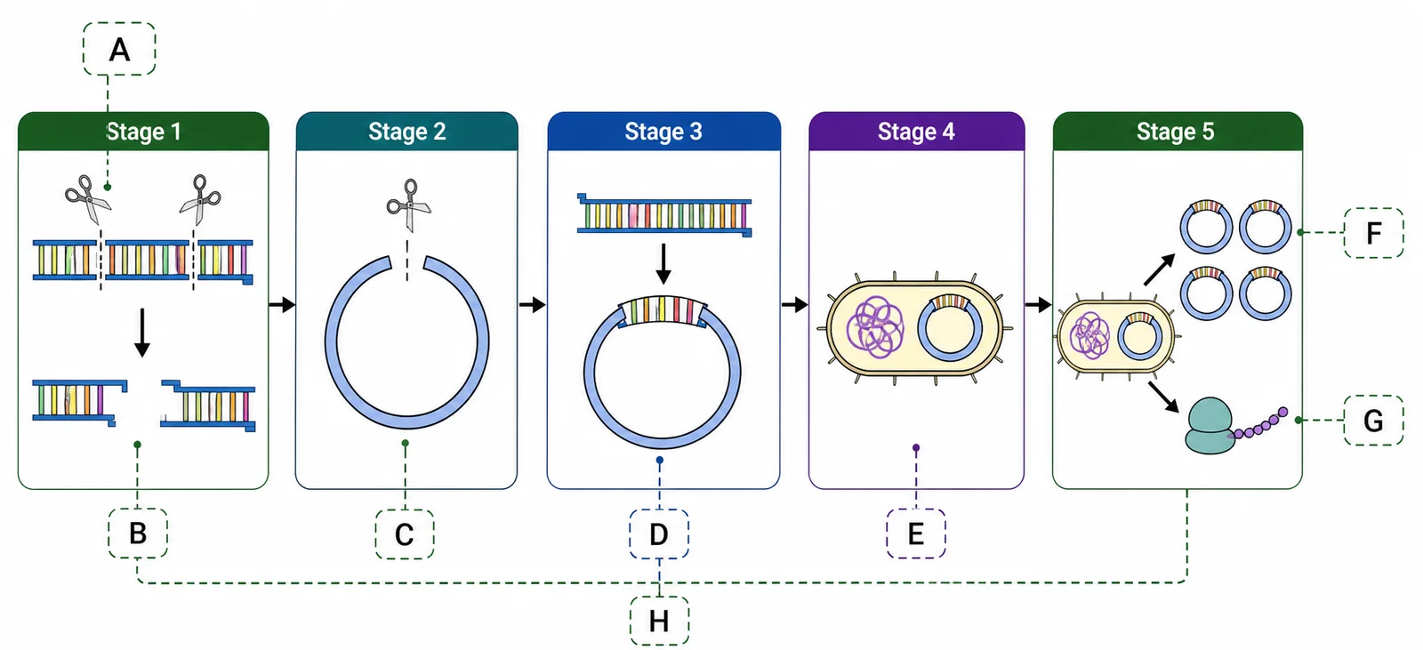 Label the recombinant DNA process flowchart