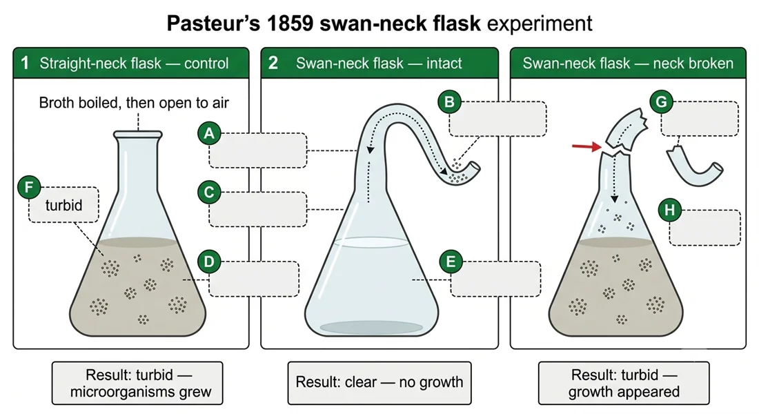 Pasteur's 1859 swan-neck flask experiment