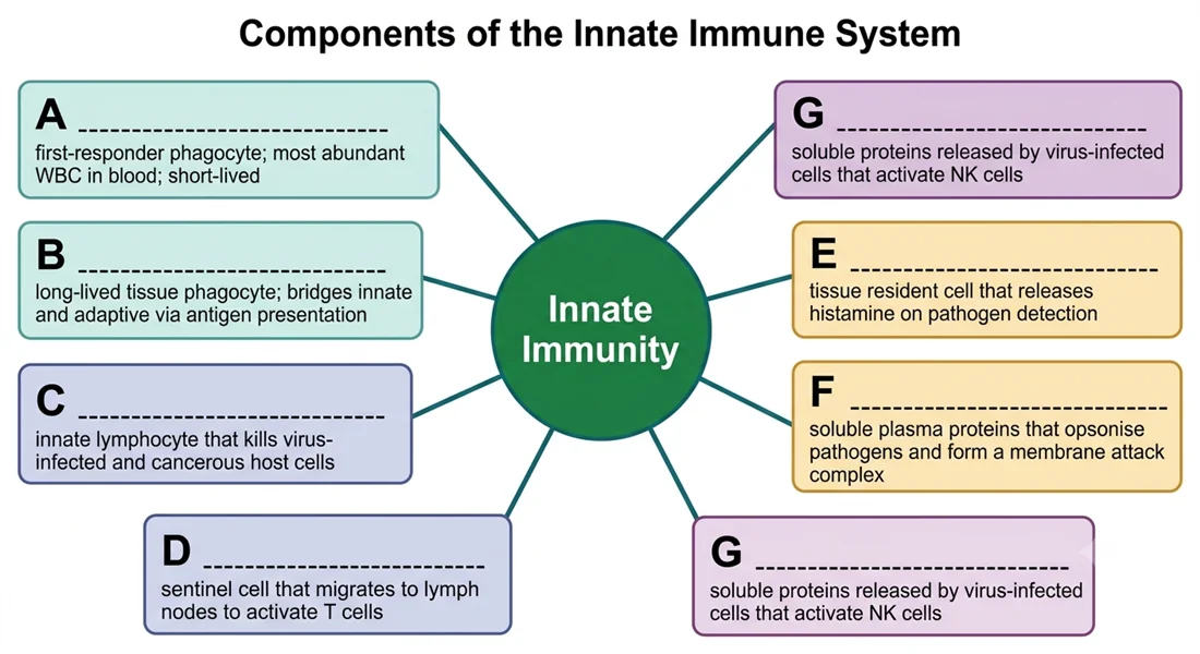 Components of the innate immune system