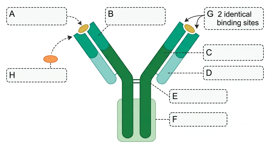 IgG antibody structure diagram