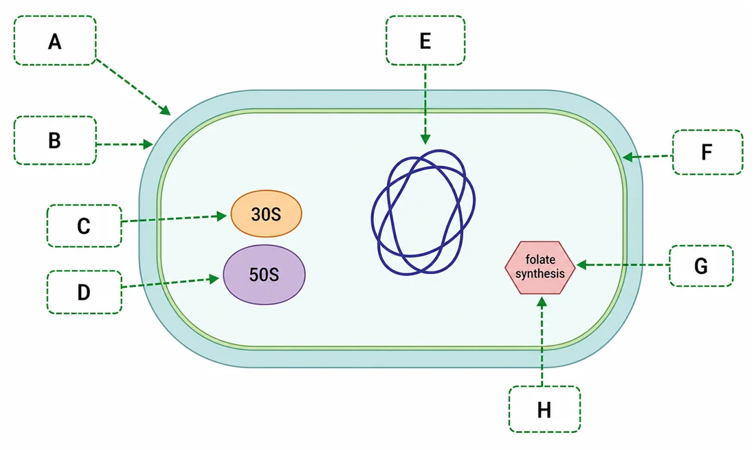 Bacterial cell antibiotic target sites