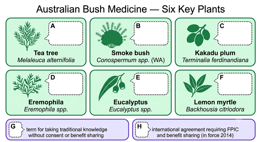 Australian bush medicine, six key plants