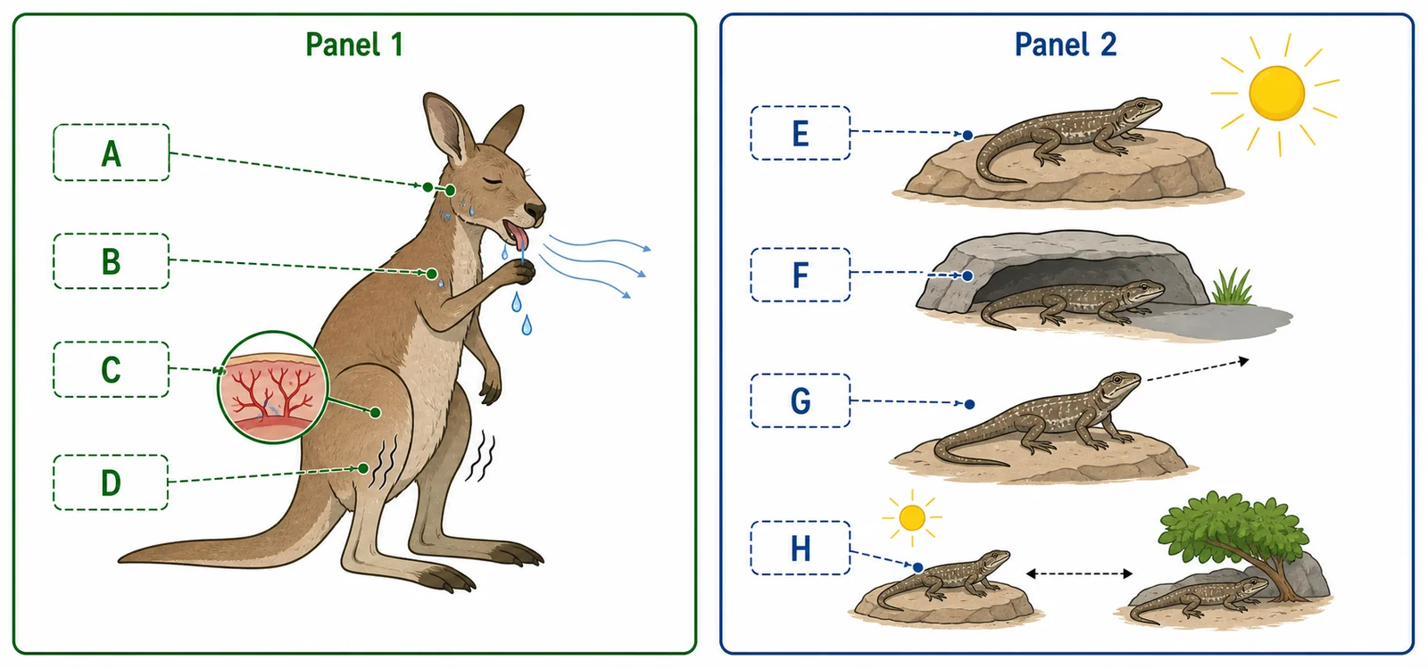 Label the thermoregulation strategies diagram