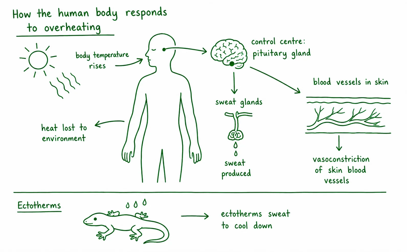 Diagram critique, what’s wrong with this student’s temperature regulation summary?
