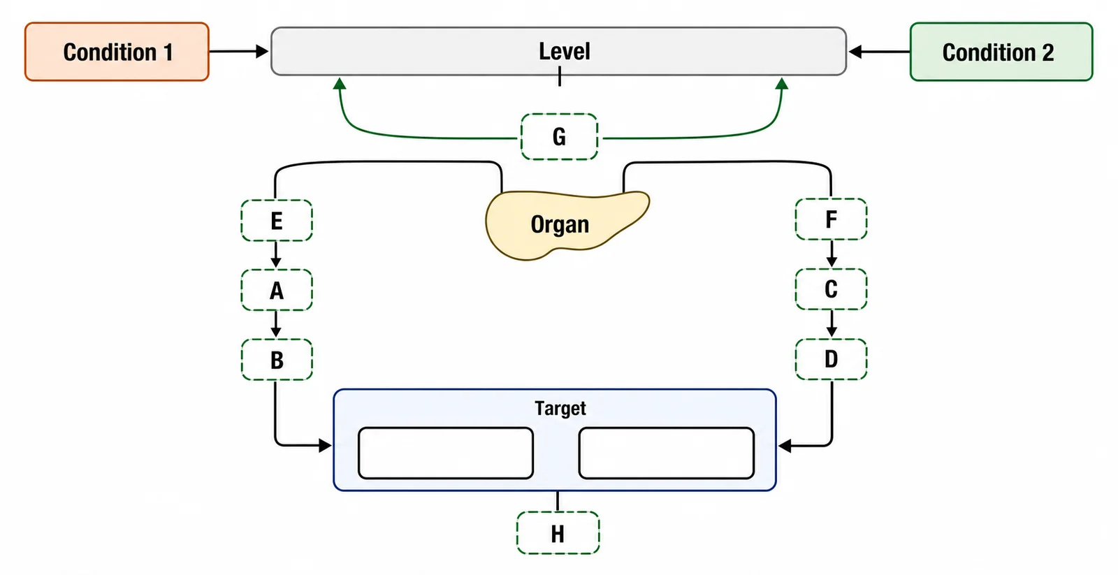Label the glucose regulation feedback diagram