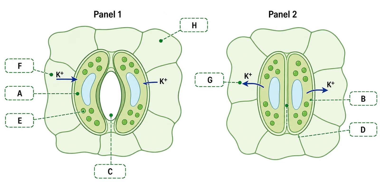 Label the stomatal control diagram