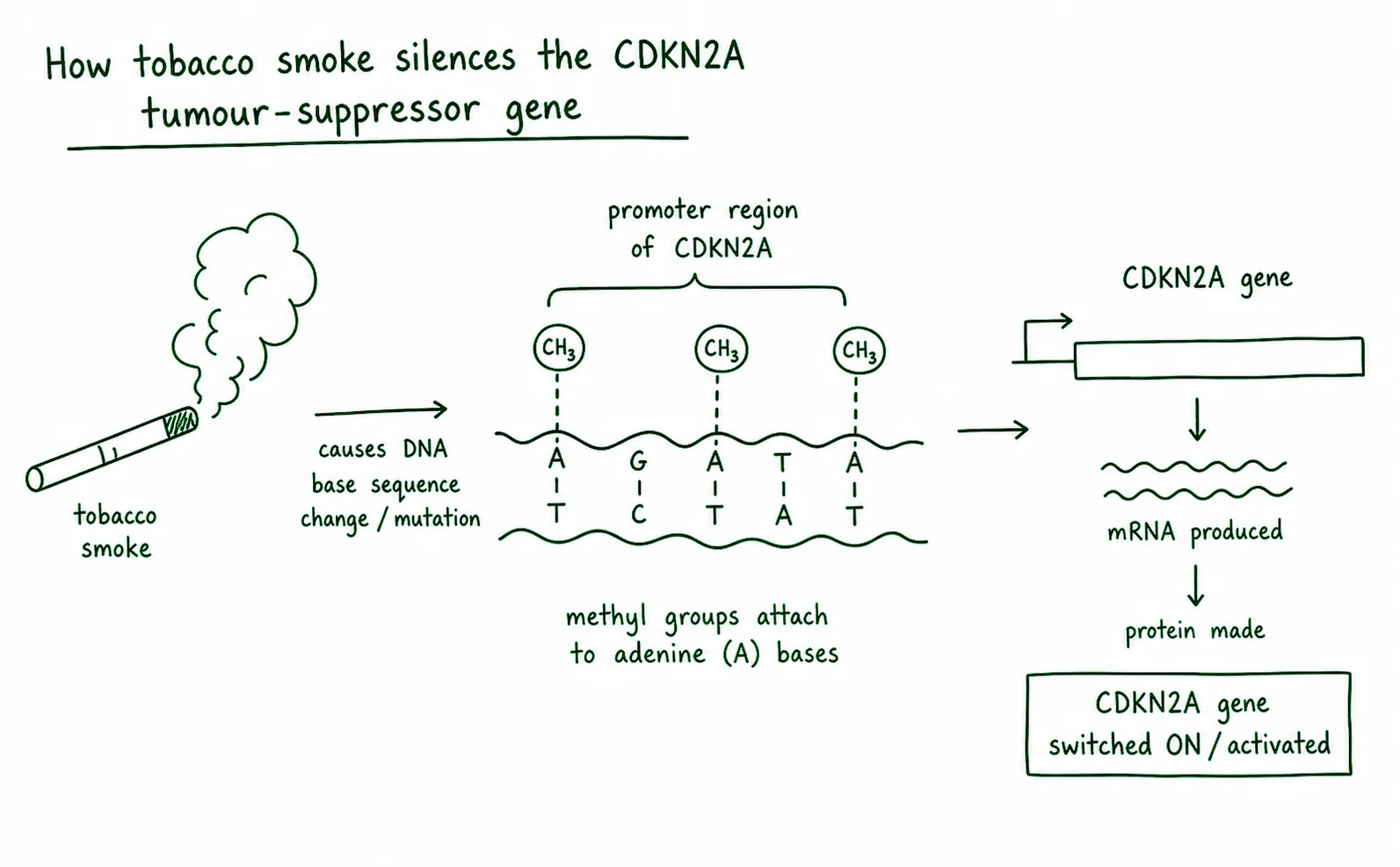 Diagram critique, spot the errors in this student’s epigenetics explanation