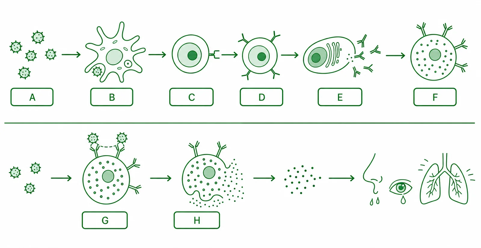 Label the IgE-mediated allergy mechanism