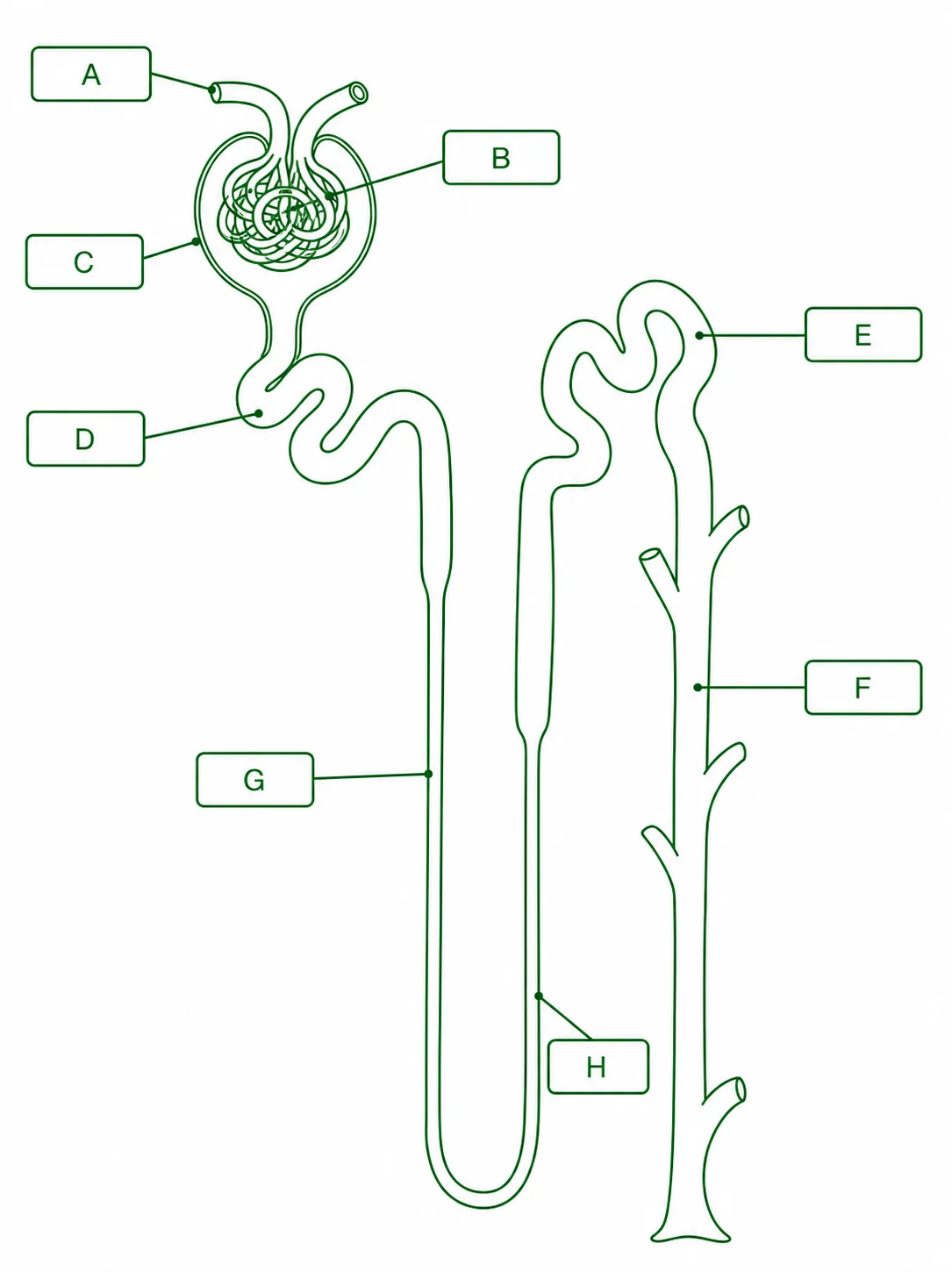 Label the nephron diagram