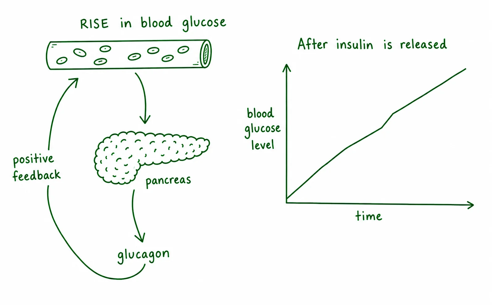 Diagram critique, identify the three errors in this student's homeostasis diagram