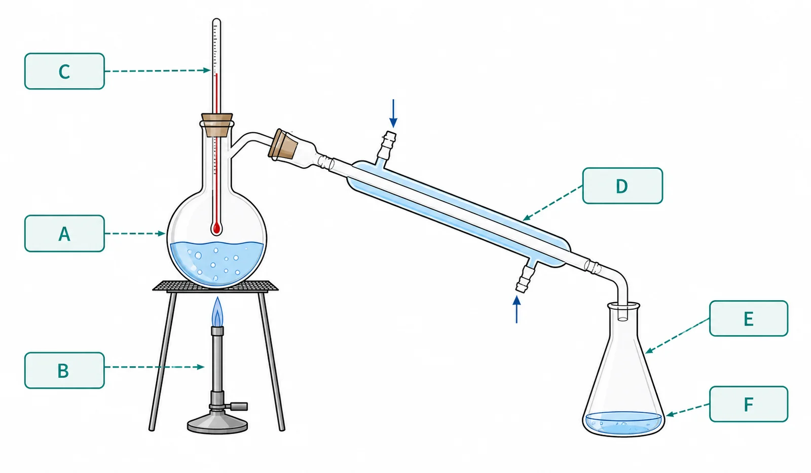 Diagram critique, what’s wrong with this student’s chromatography diagram?